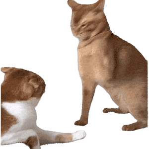 A cat in a funny looping meme GIF